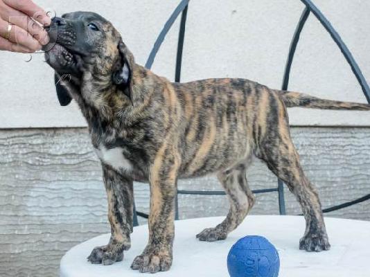 Dogo Canario - Κουτάβια Presa Canario